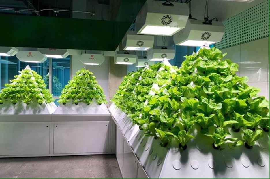 Revolutionary Solutions to Greenhouse Farming with  Pyramid Garden